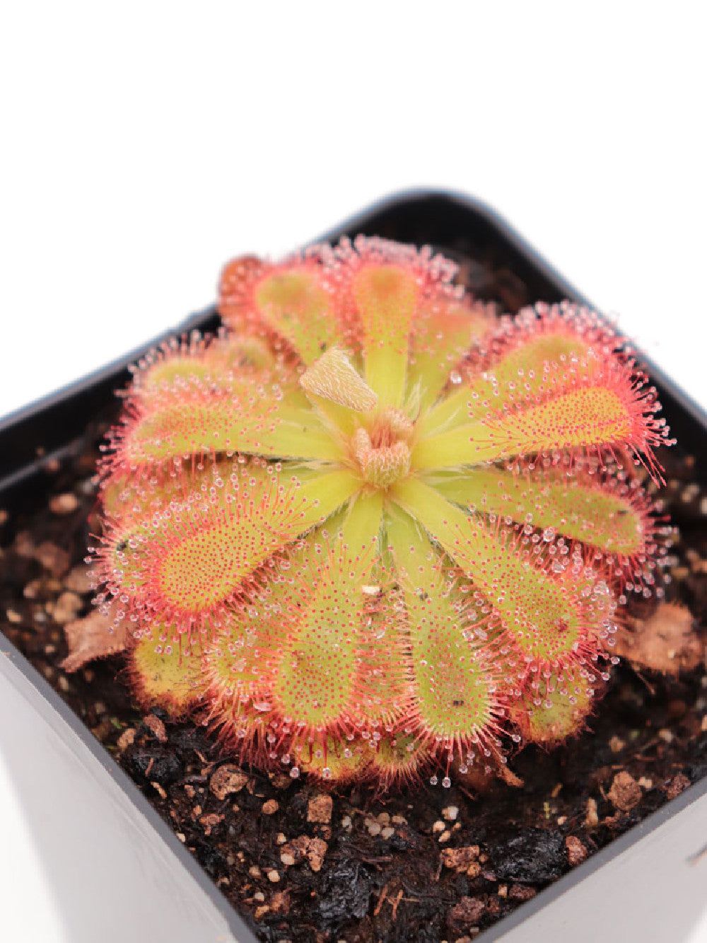 Drosera esterhuyseniae x slackii
