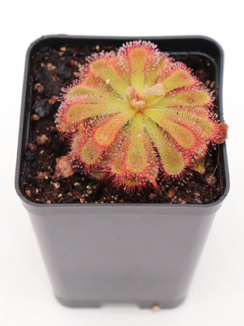 Drosera esterhuyseniae x slackii