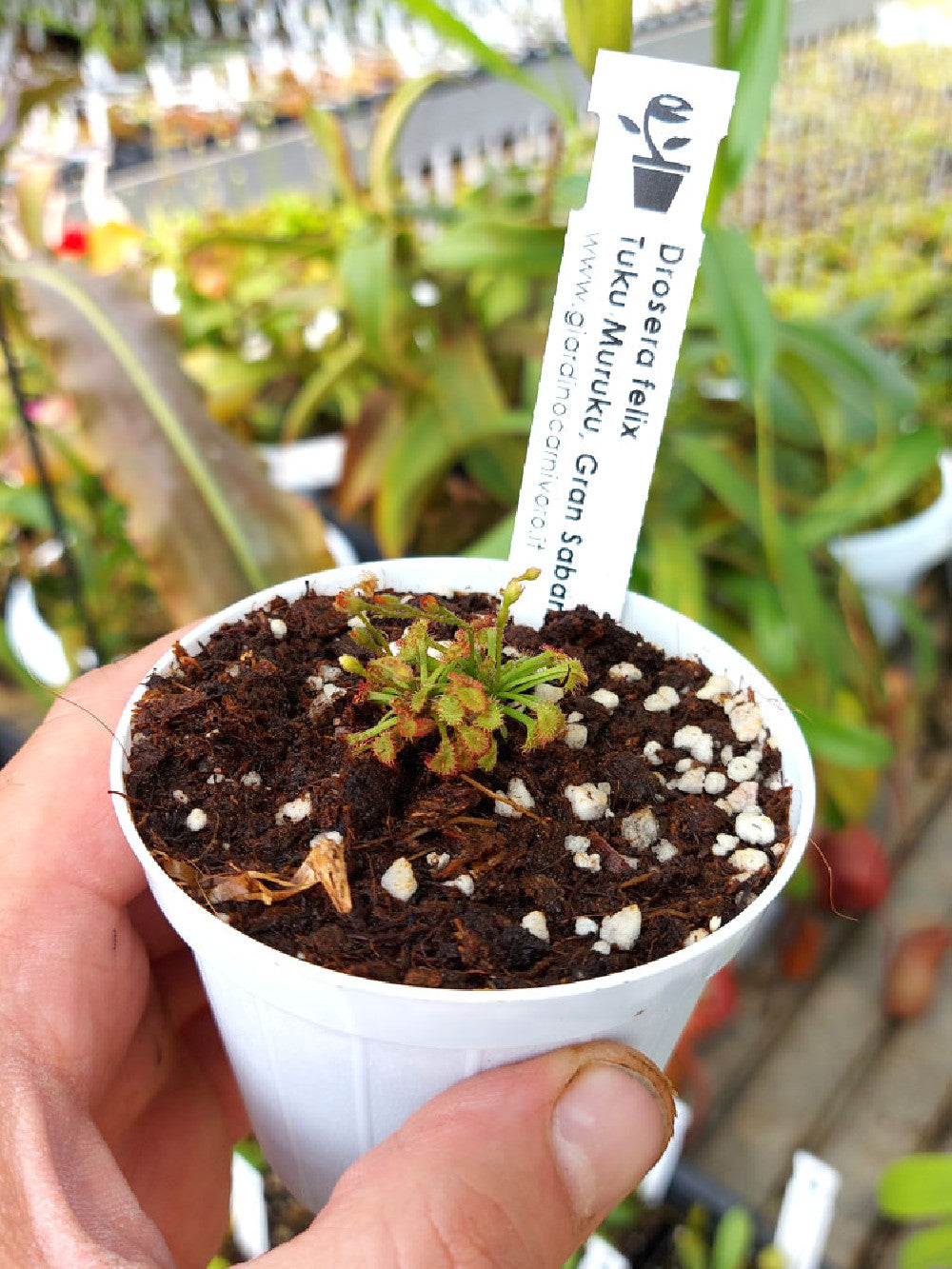 Drosera felix Tuku Muruku, Gran Sabana, Venezuela