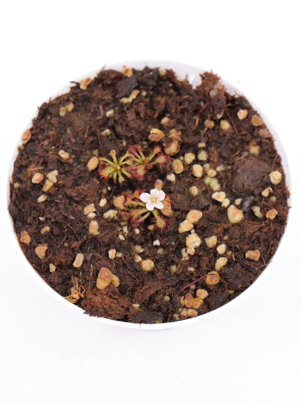 Drosera felix Tuku Muruku, Gran Sabana, Venezuela