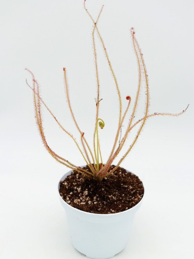 Drosera filiformis Pine Barrens