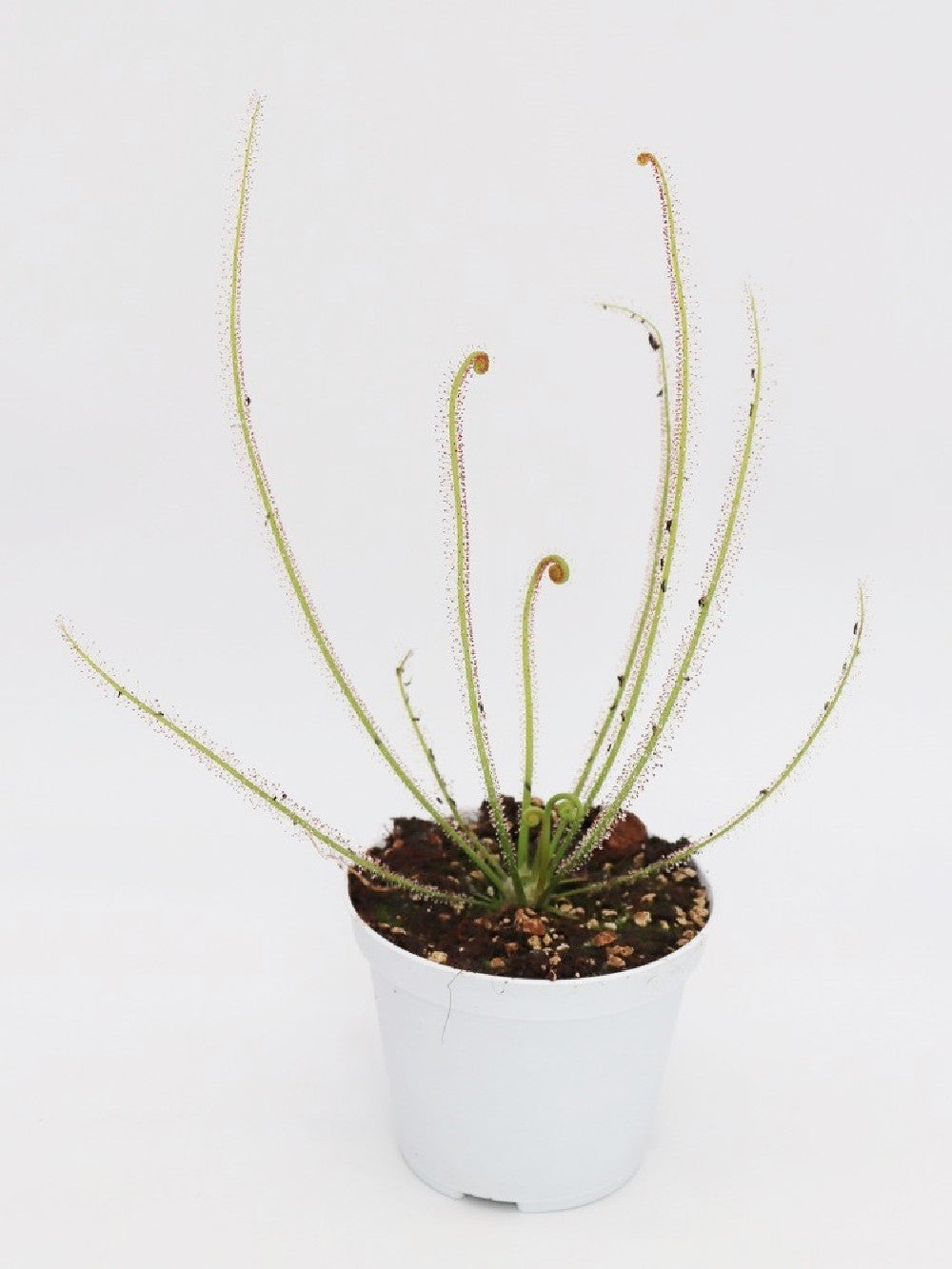 Drosera filiformis var. filiformis