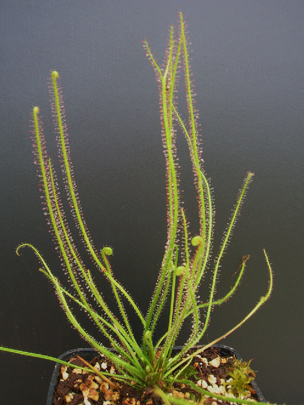 Drosera filiformis var. filiformis