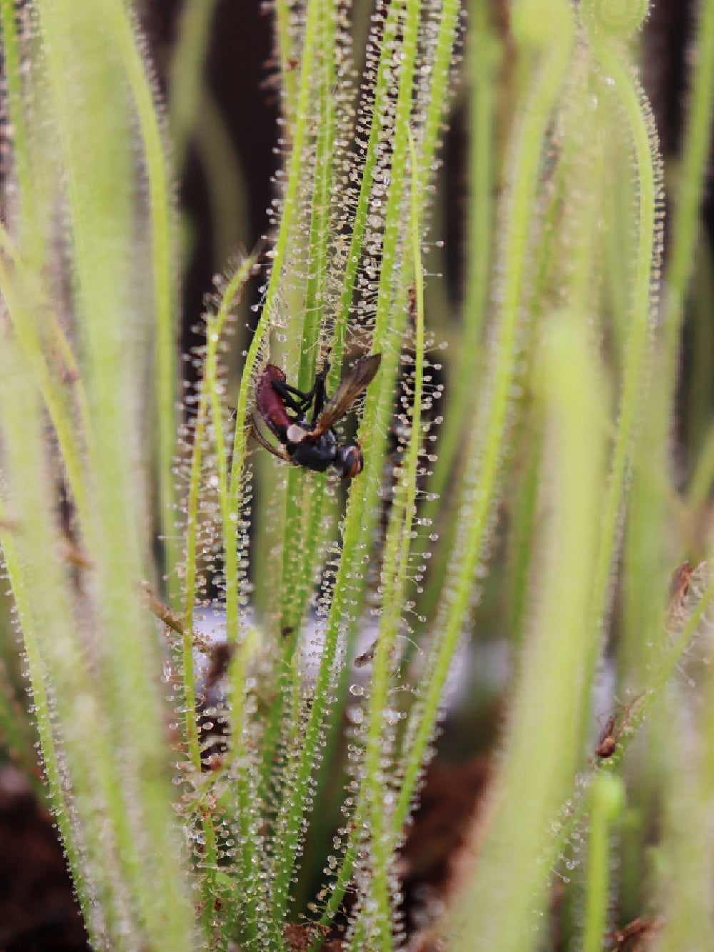 Drosera filiformis var. filiformis