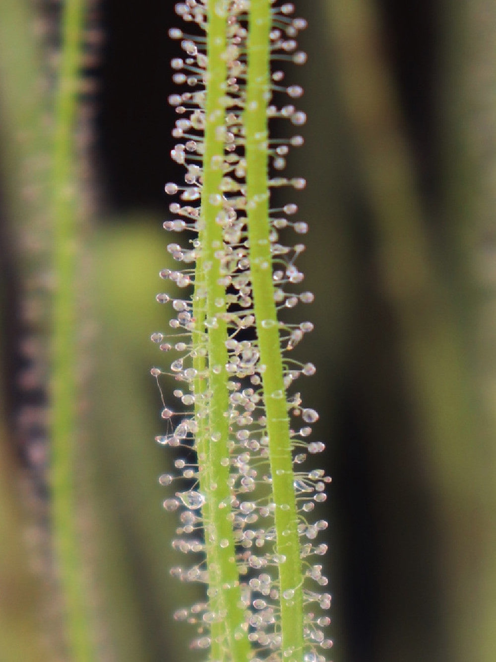 Drosera filiformis var. filiformis