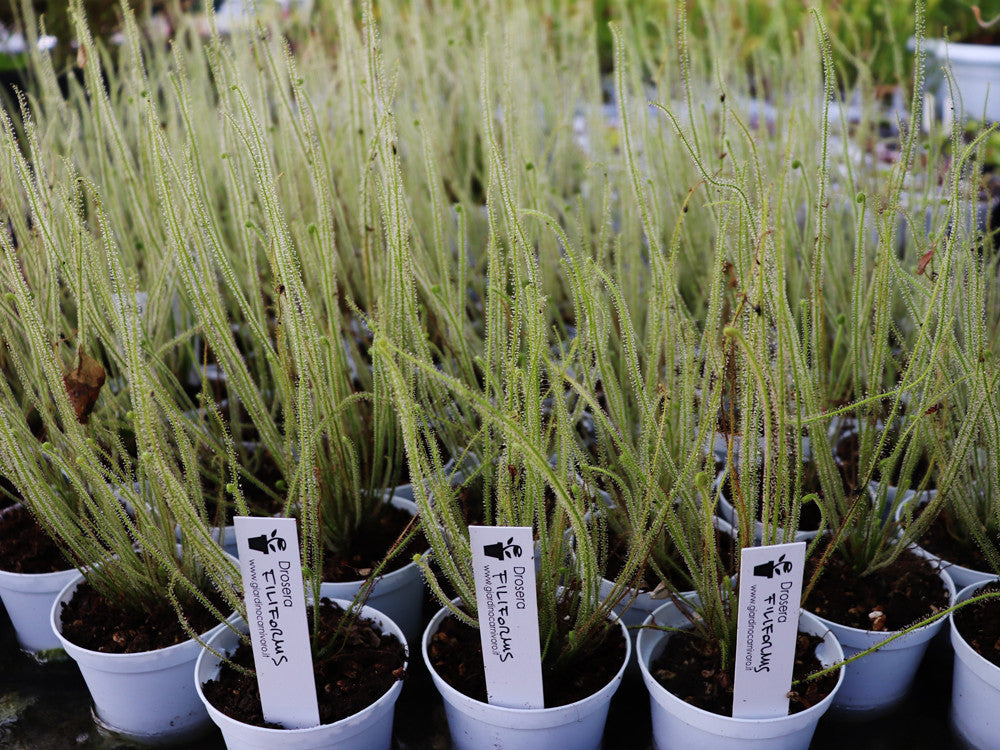 Drosera filiformis var. filiformis