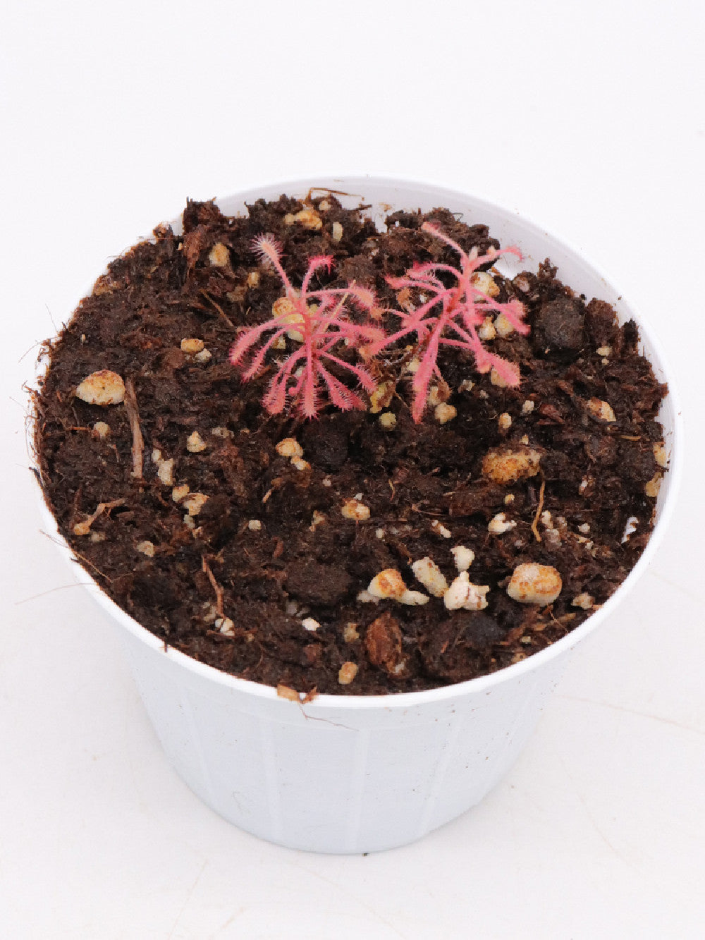 Drosera grantsaui Brazil
