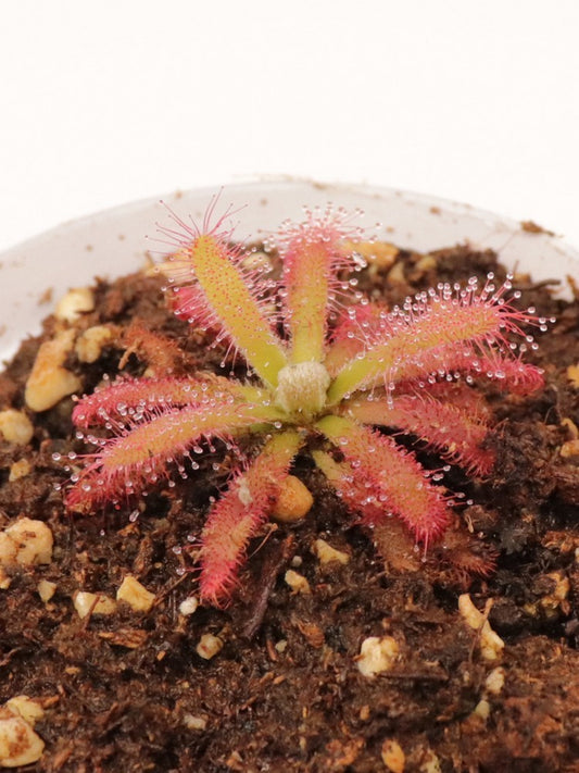 Drosera graomogolensis  Itacambira, Minas Gerais, Brazil