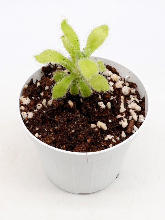 Drosera hilaris   Table mountain, South Africa