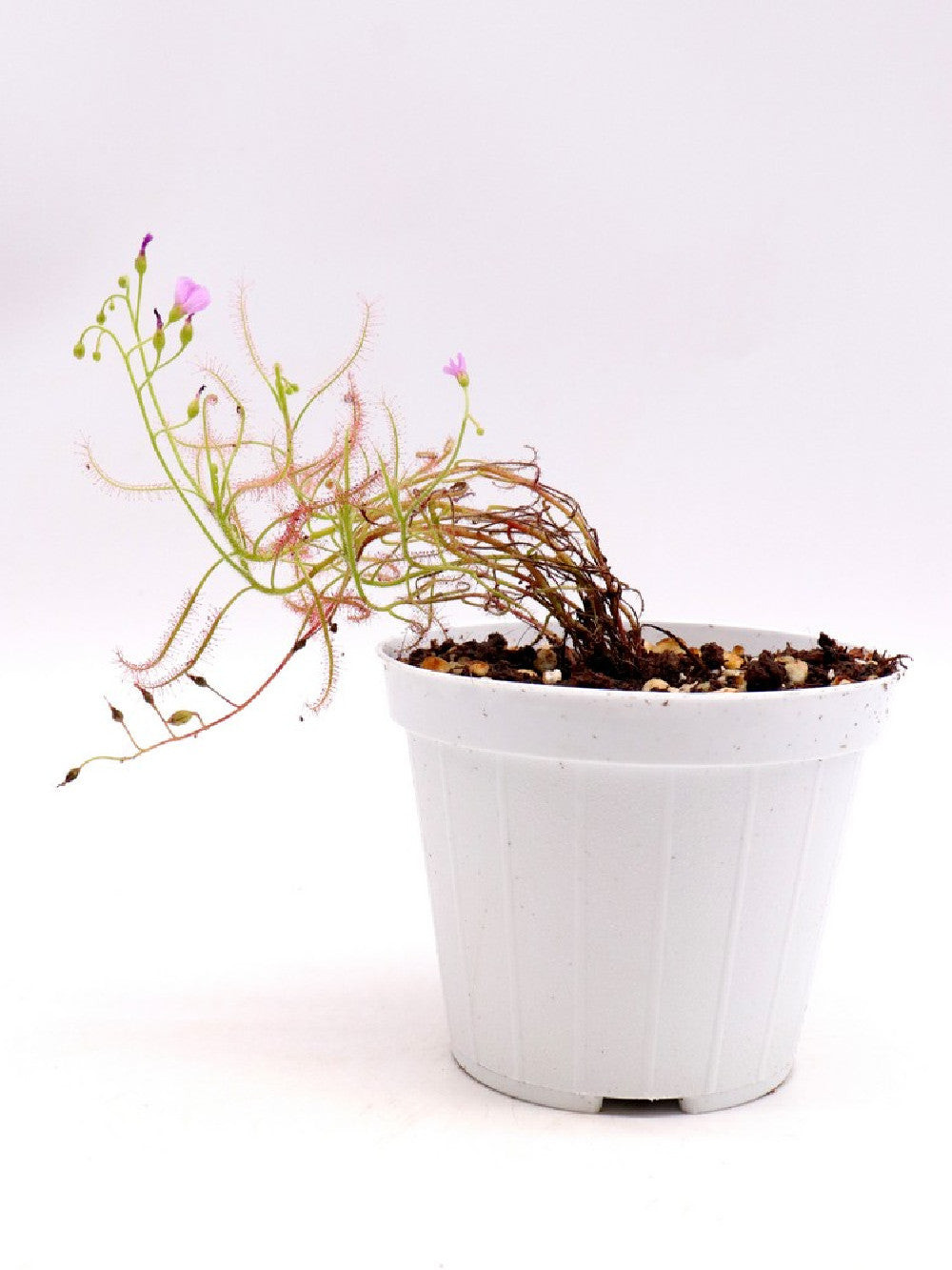 Drosera indica "Red"