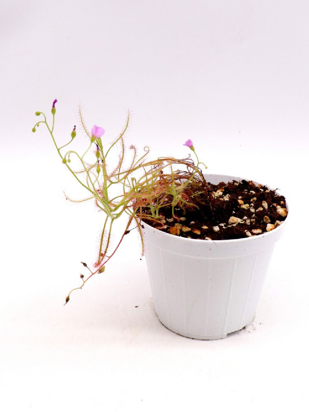 Drosera indica "Red"