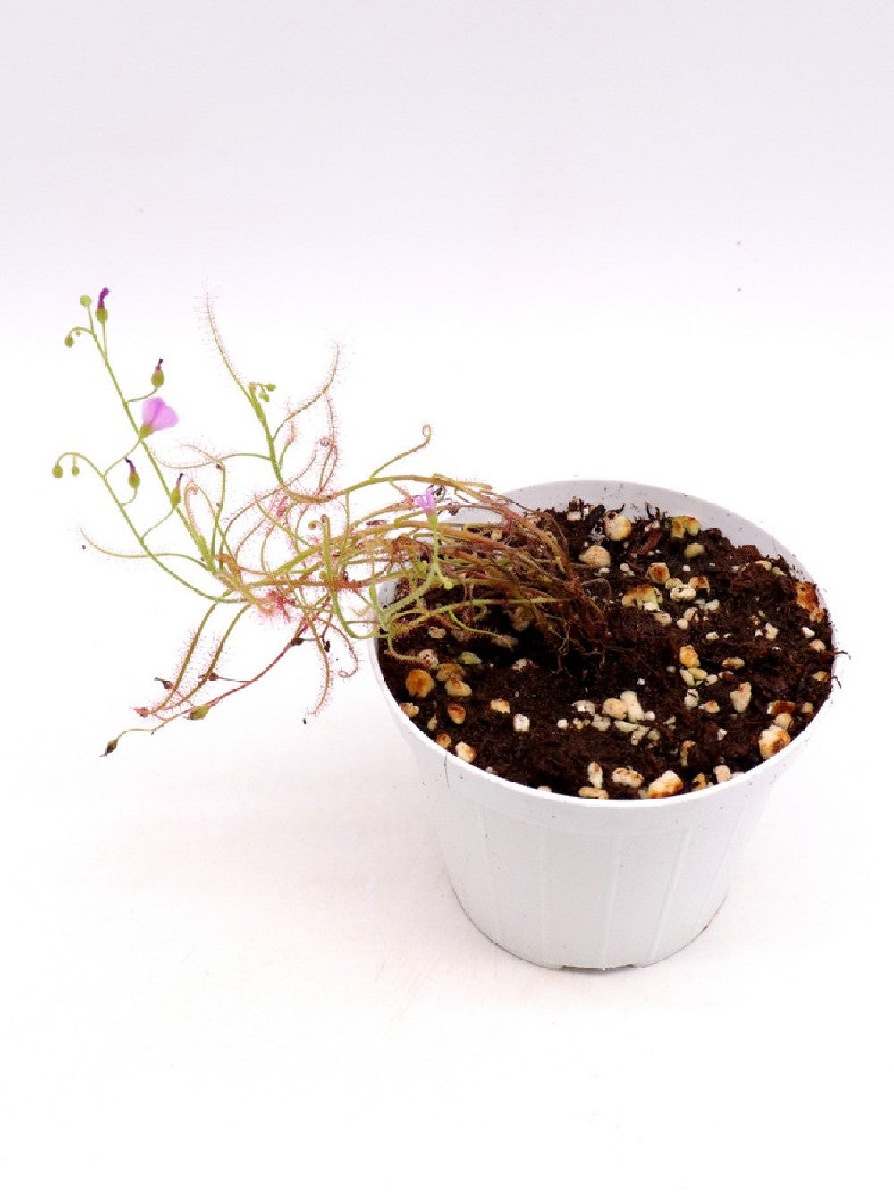 Drosera indica "Red"