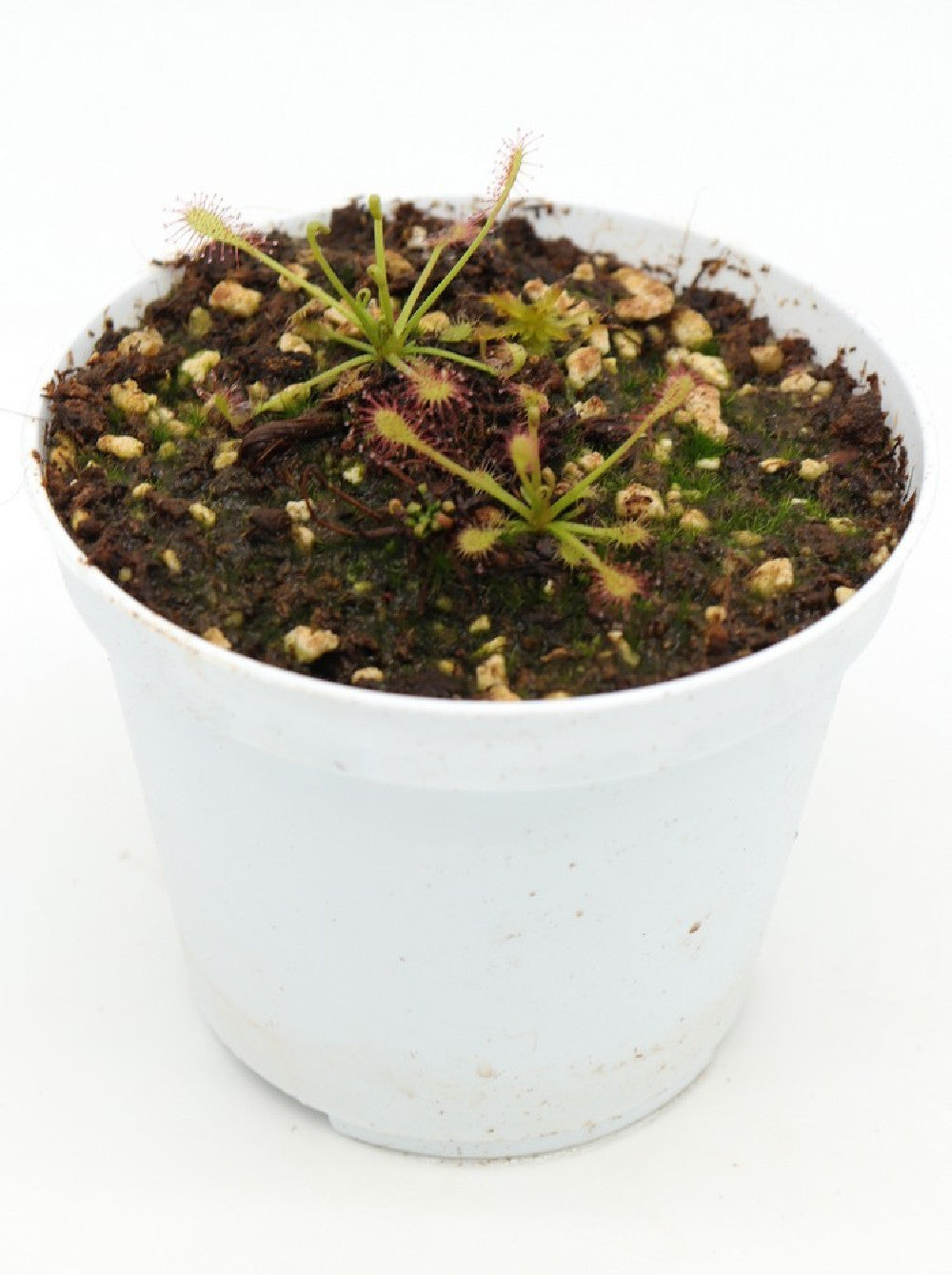 Drosera intermedia , Portugal