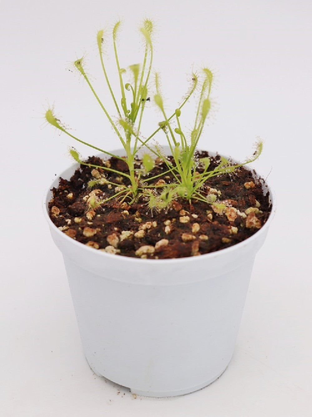 Drosera intermedia anthocyanin free