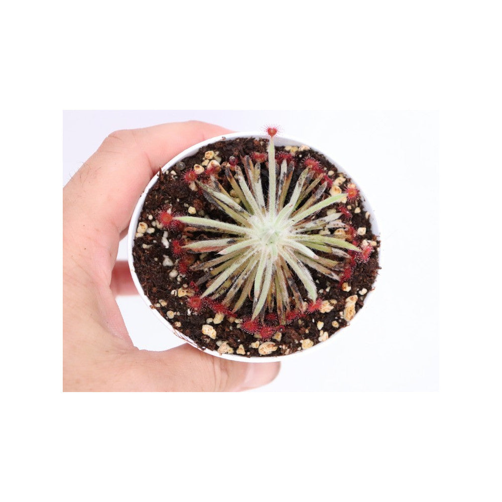 Drosera lanata x aff. derbyensis