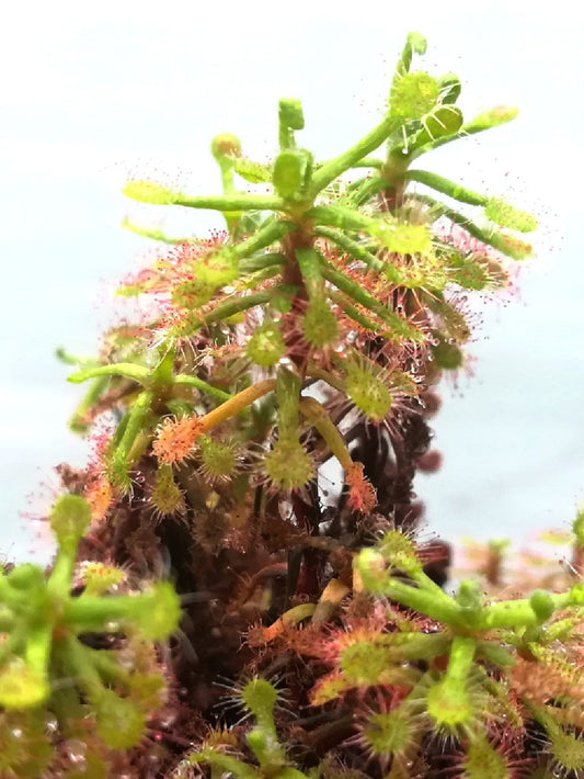 Drosera madagascariensis "Mini form"