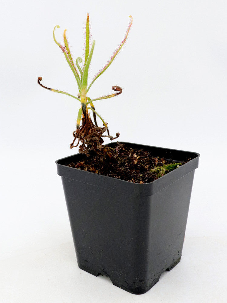 Drosera magnifica , Pico Padre Angelo, Minas Gerais, Brazil