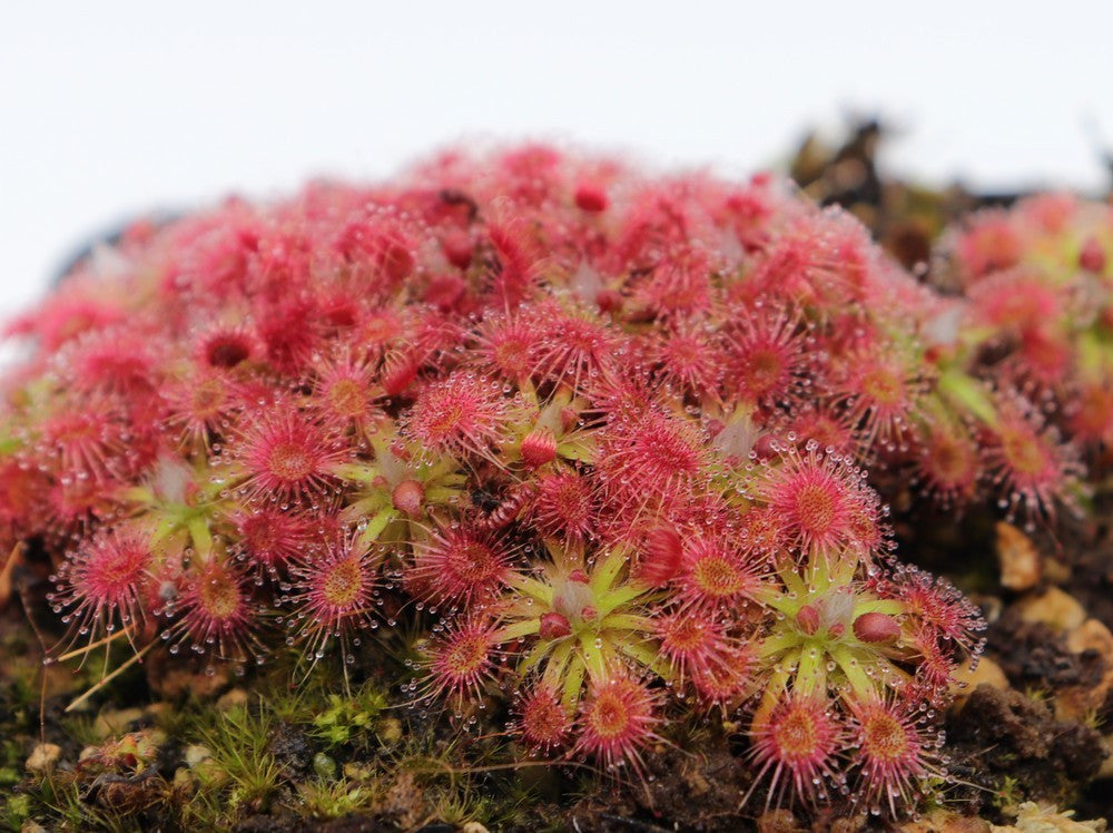 Drosera mannii x omissa