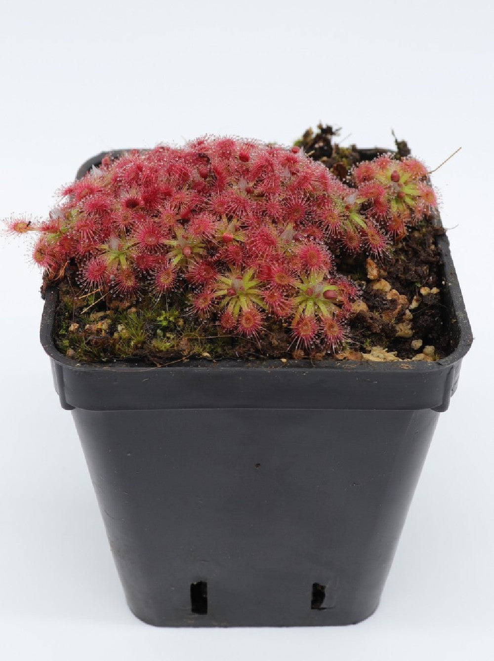 Drosera mannii x omissa