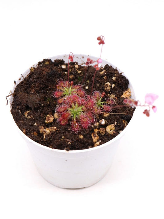 Drosera mannii x omissa