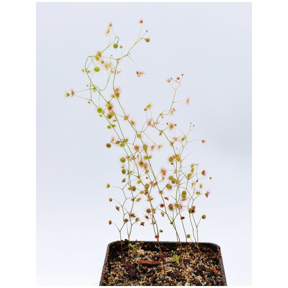 Drosera menziesii "Pink flower"