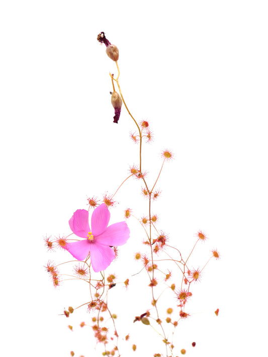 Drosera menziesii  "Pink flower"