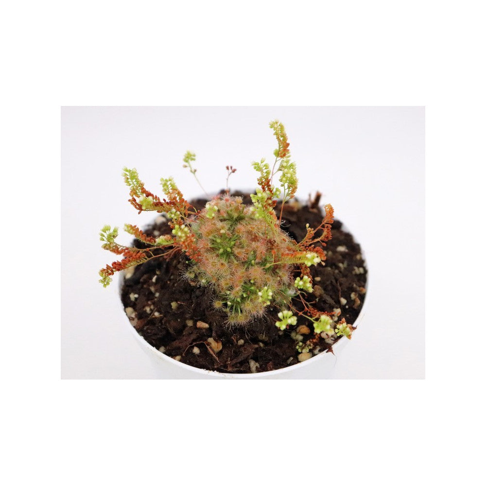 Drosera micrantha