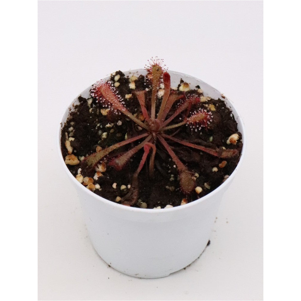 Drosera nidiformis x venusta