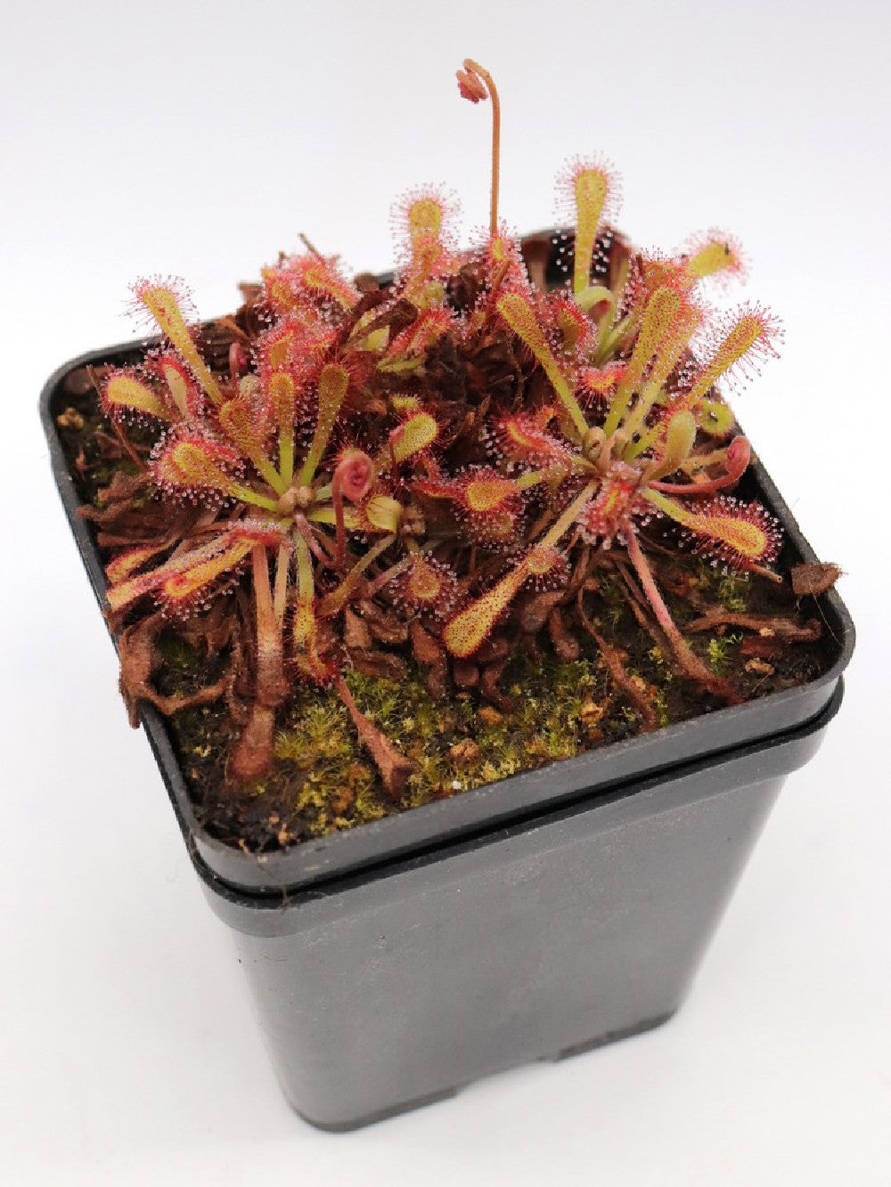 Drosera nidiformis x venusta