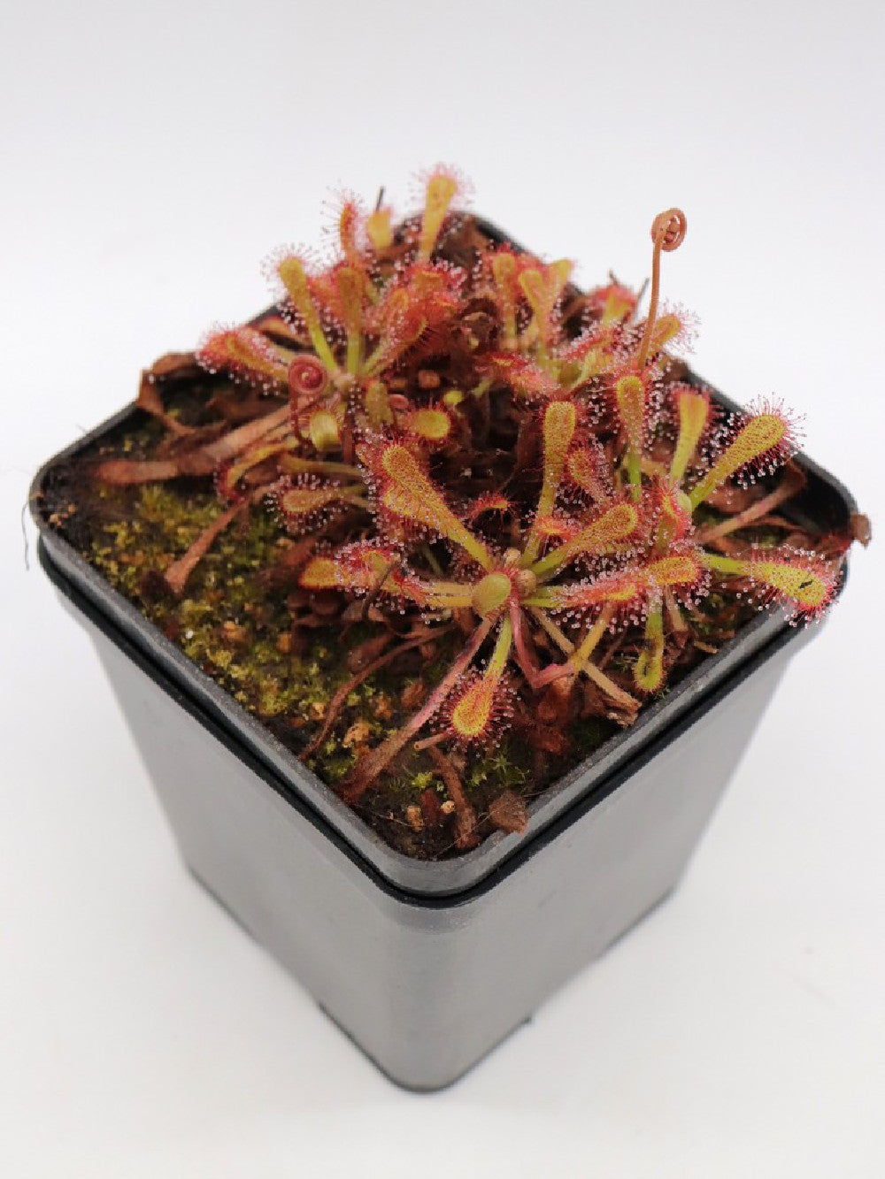 Drosera nidiformis x venusta