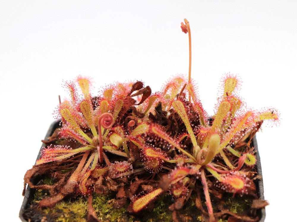 Drosera nidiformis x venusta