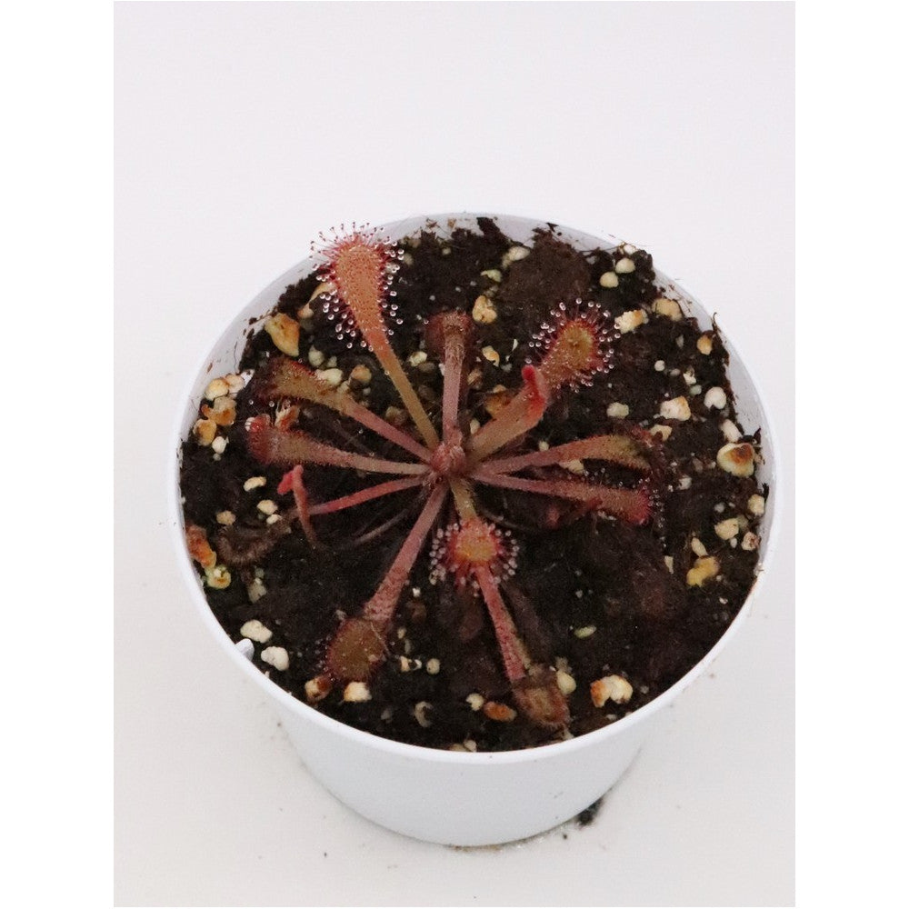 Drosera nidiformis x venusta
