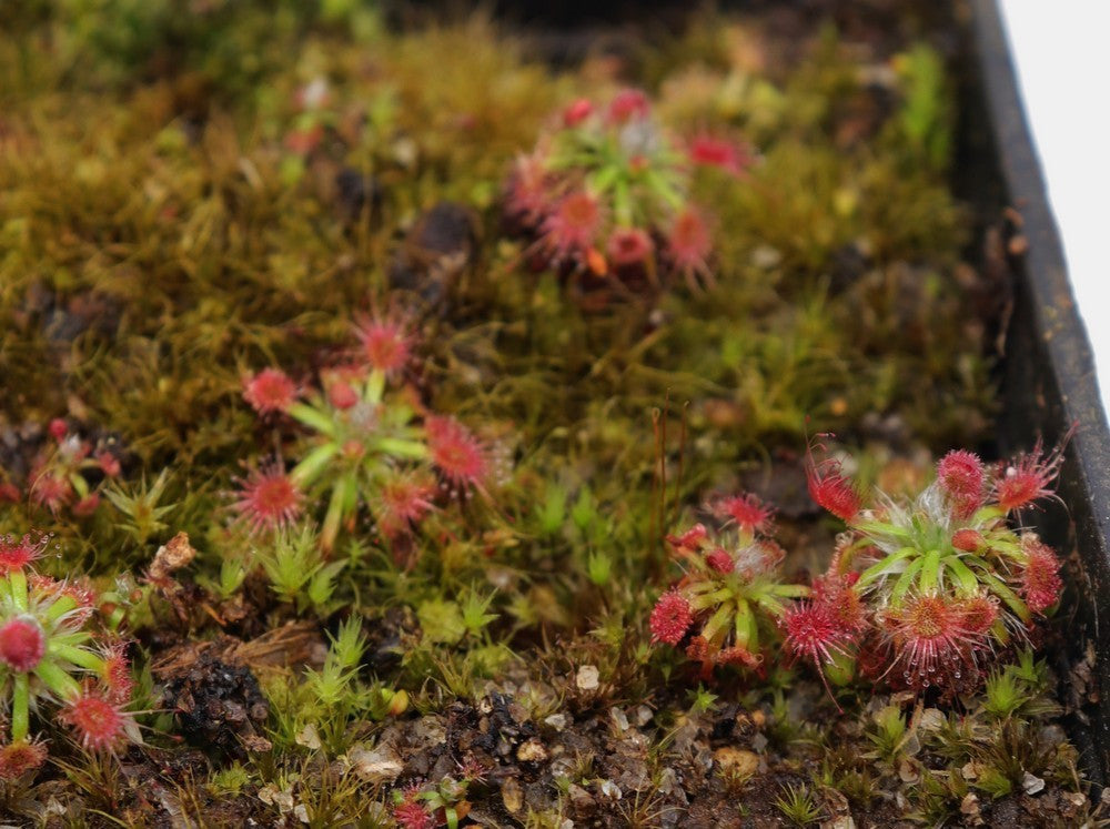 Drosera occidentalis breviscapa