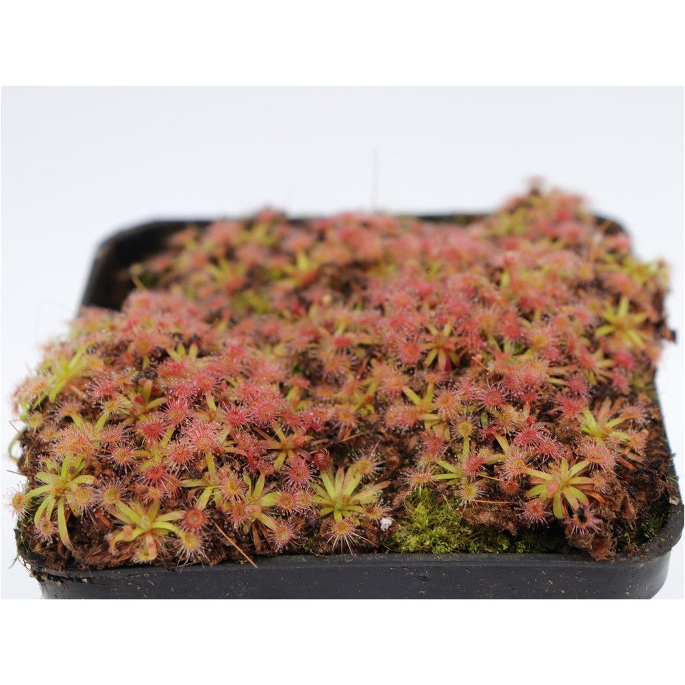 Drosera omissa x pulchella