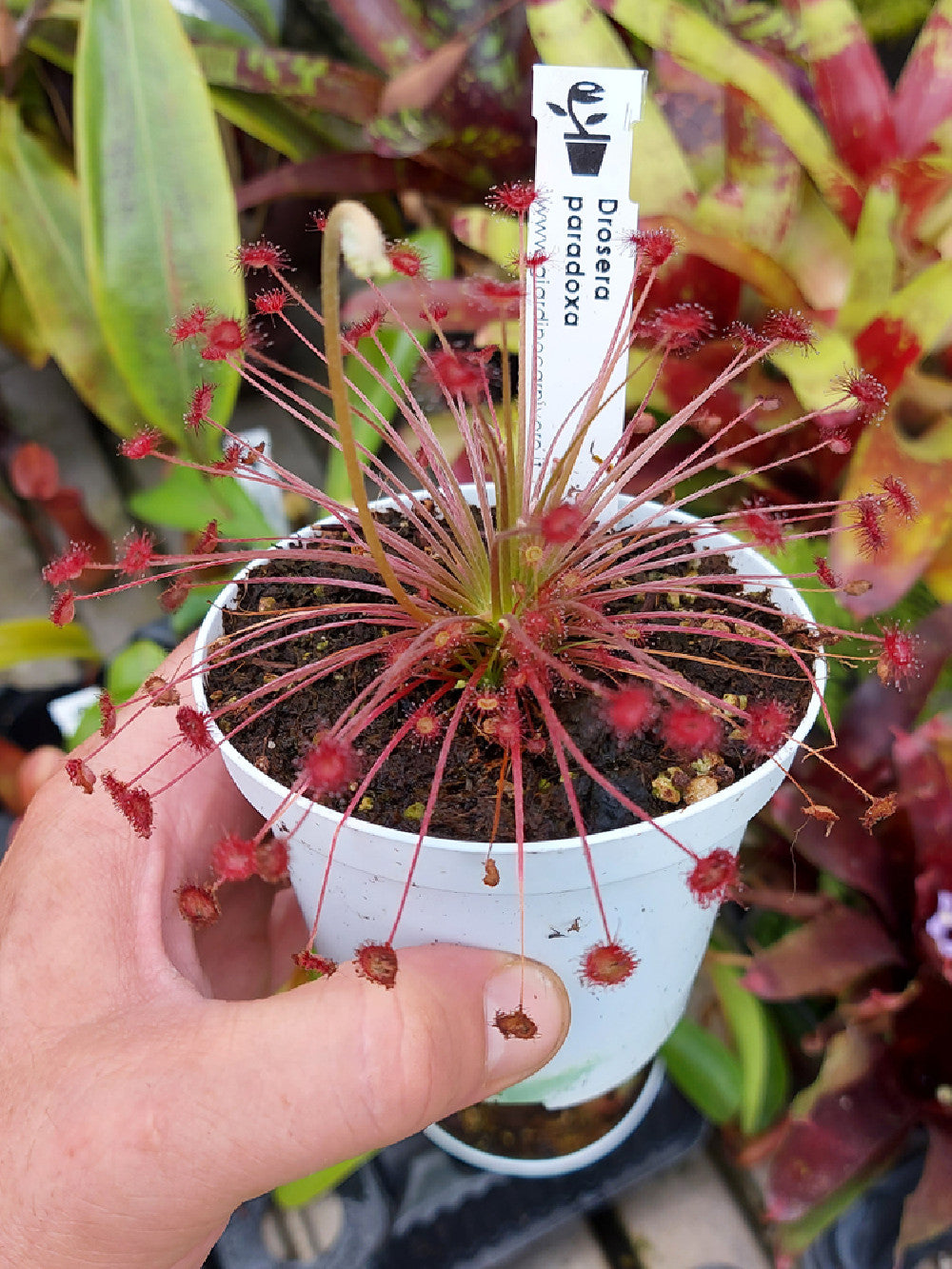 Drosera paradoxa