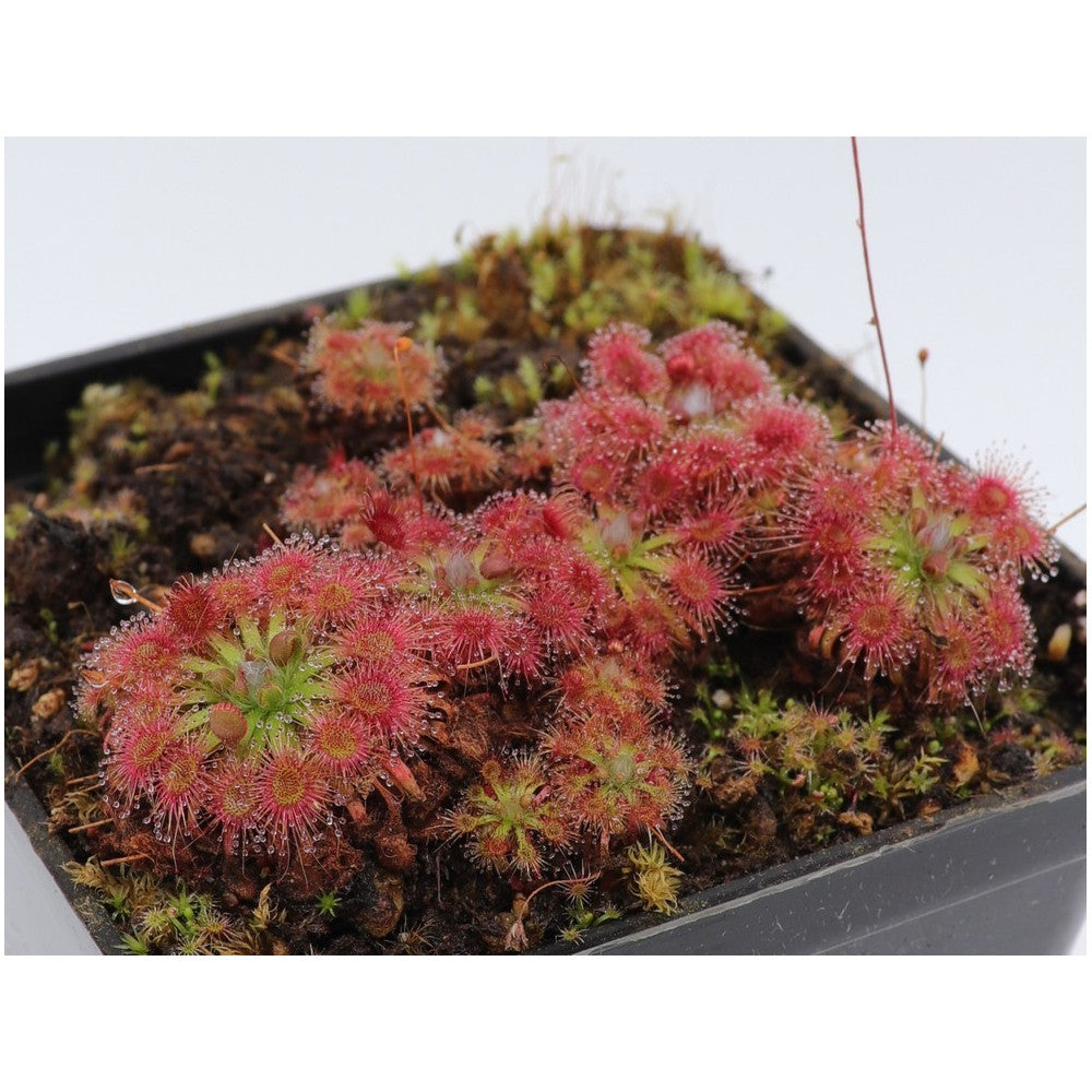 Drosera patens