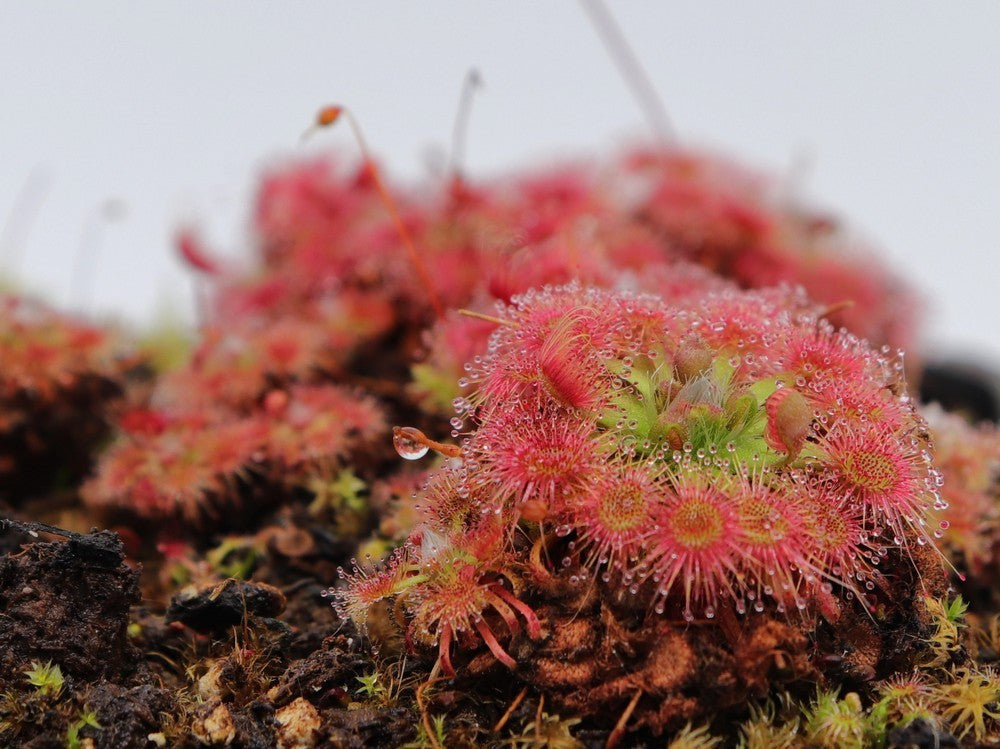 Drosera patens