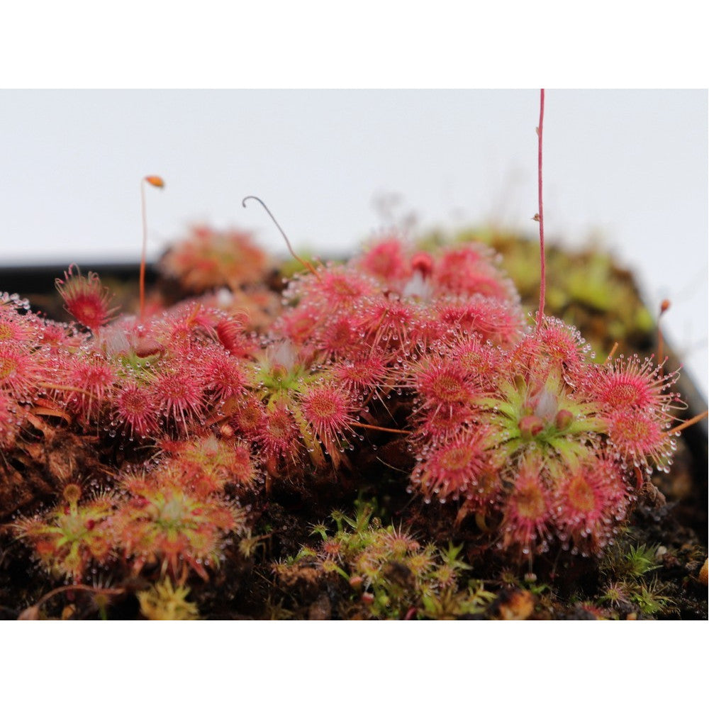 Drosera patens
