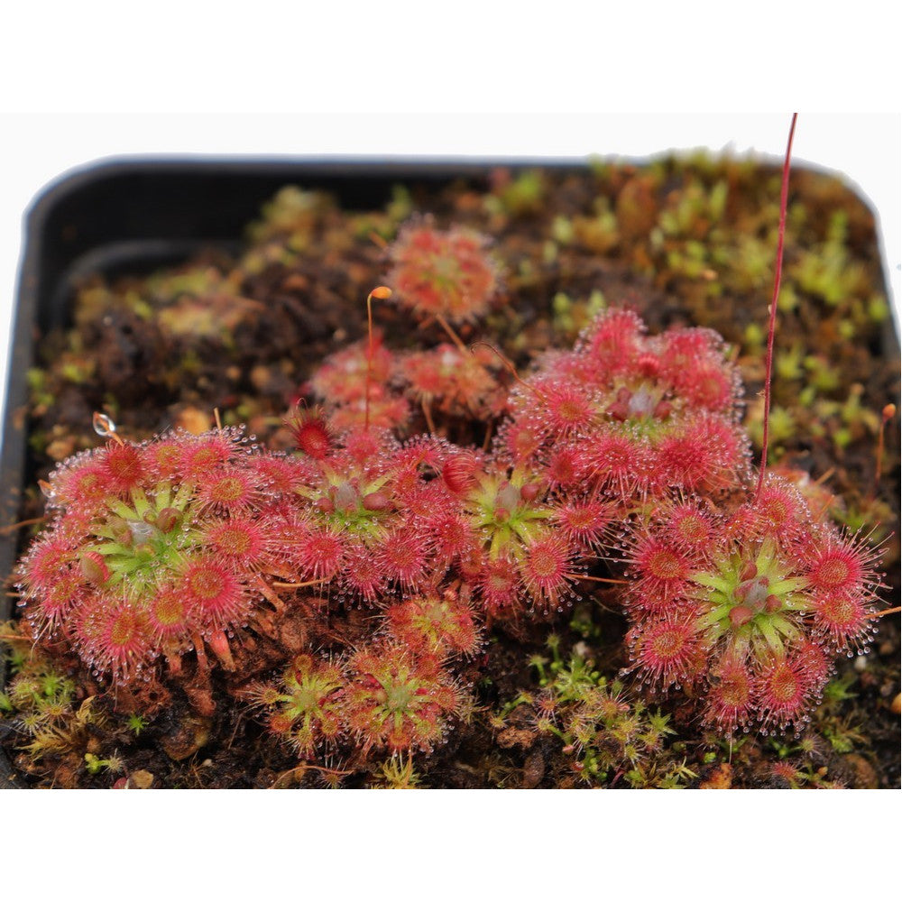 Drosera patens