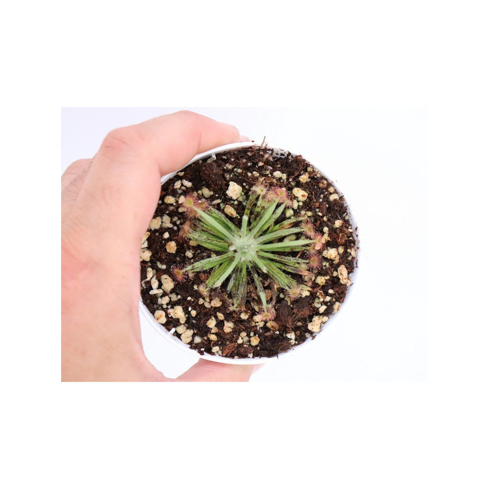 Drosera petiolaris x ( petiolaris x ordensis )