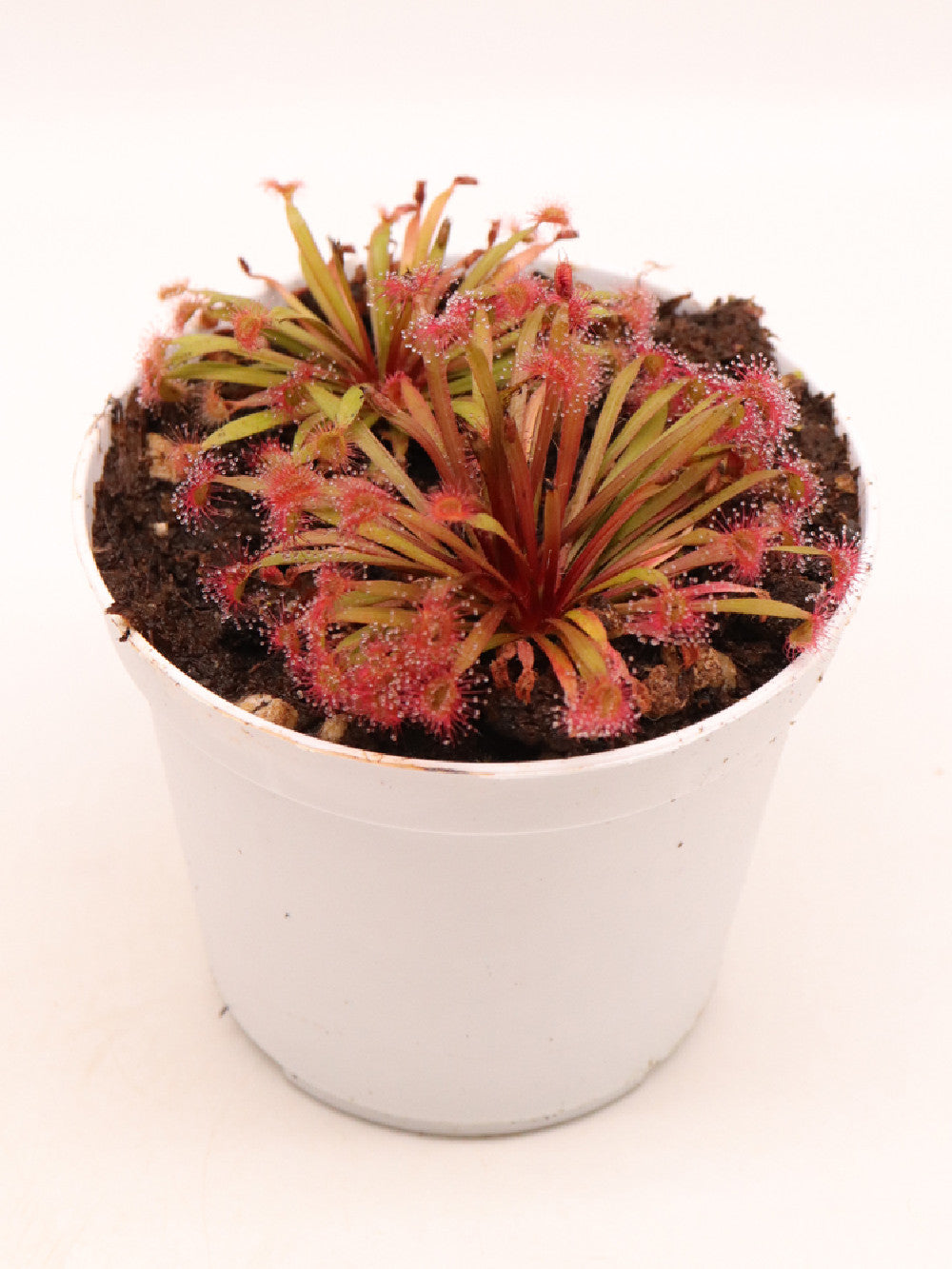 Drosera petiolaris x dilatato petiolaris