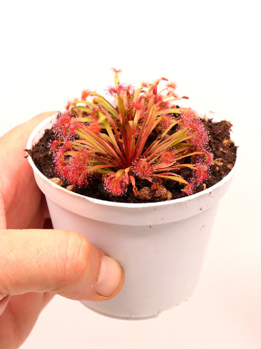 Drosera petiolaris x dilatato petiolaris