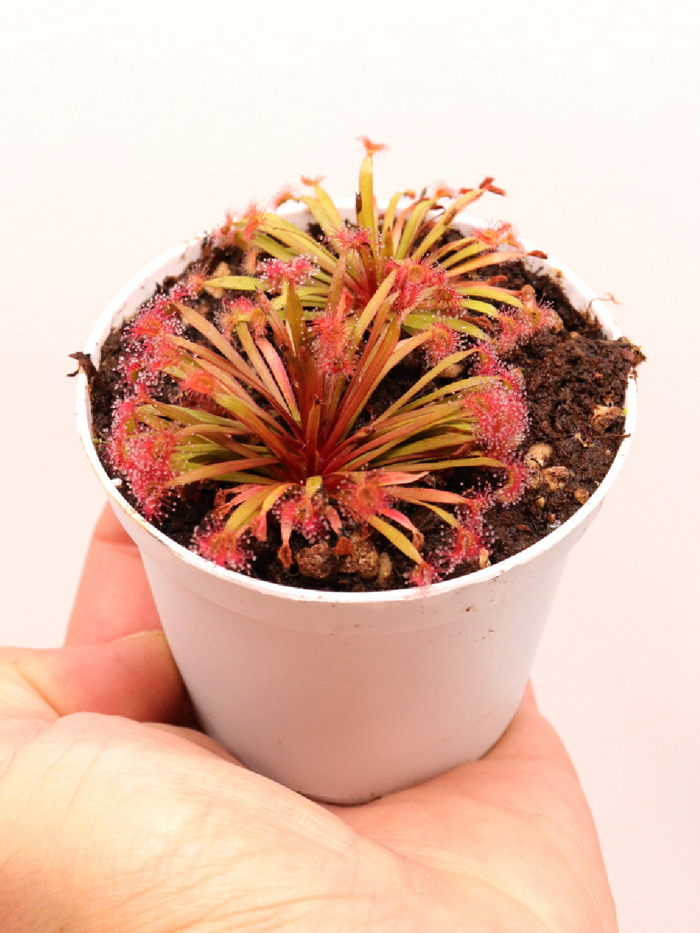 Drosera petiolaris x dilatato petiolaris