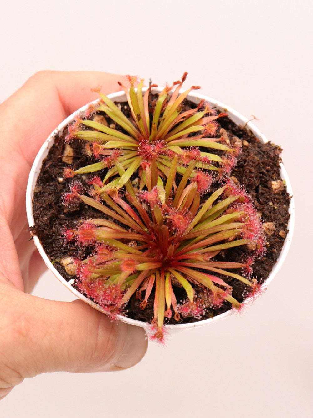 Drosera petiolaris x dilatato petiolaris
