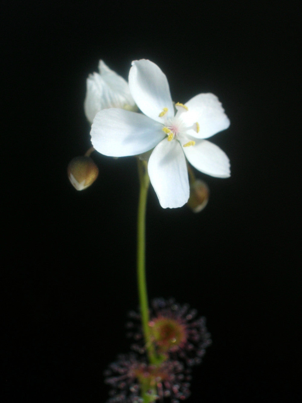 Drosera platypoda