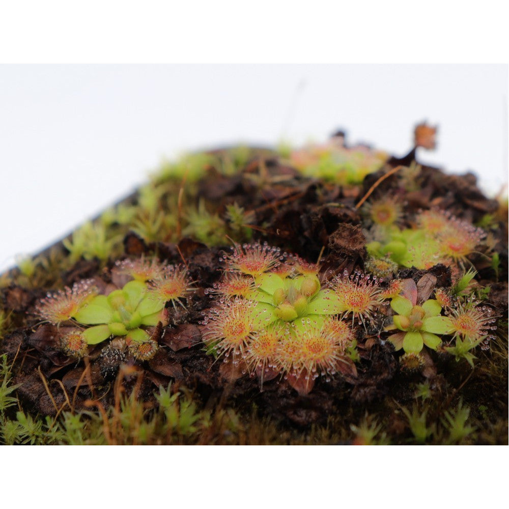 Drosera pulchella , purple flower