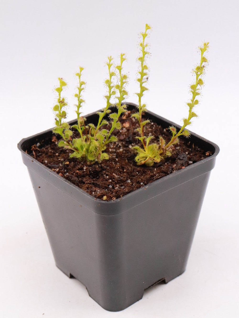 Drosera ramellosa