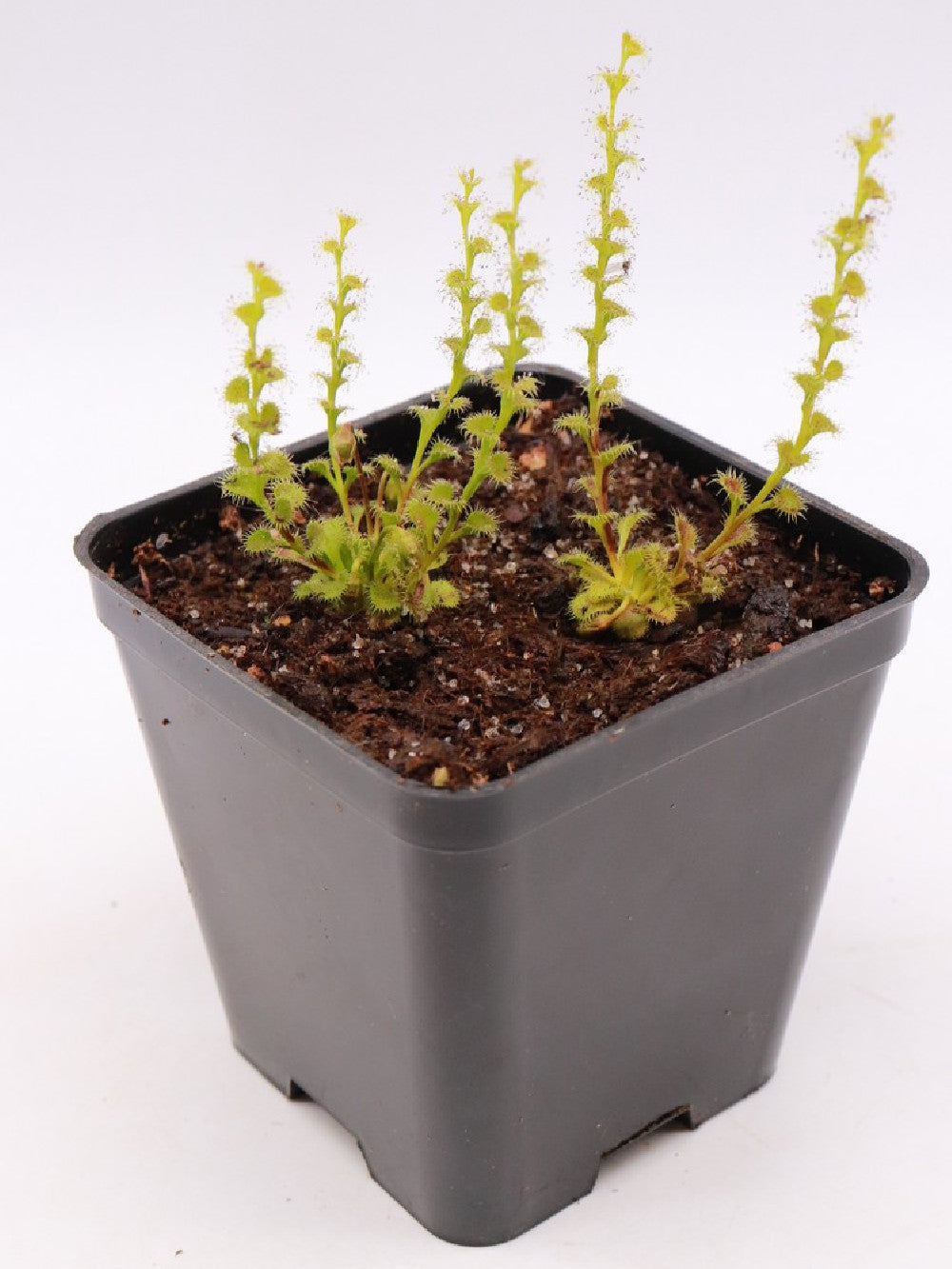 Drosera ramellosa