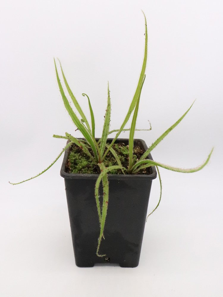 Drosera regia "Big easy"