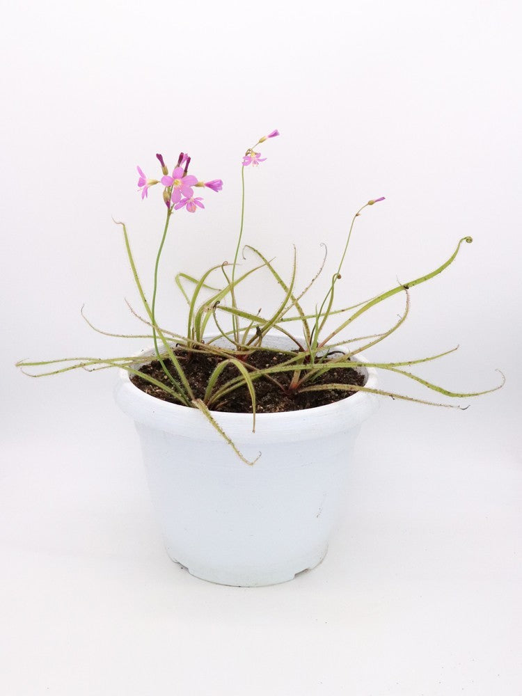 Drosera regia "GC Easy clone"